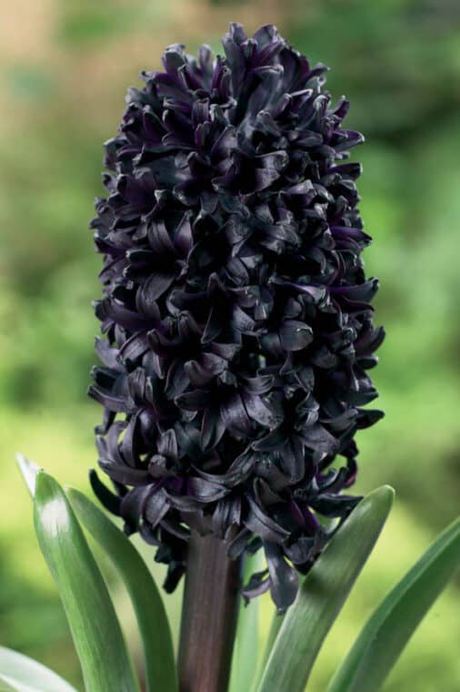 Black Hyacinth
