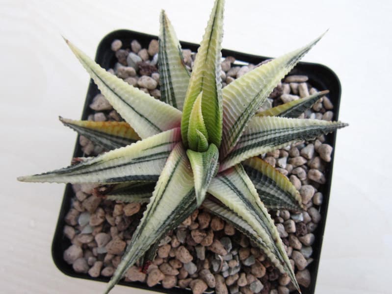 Haworthia limifolia