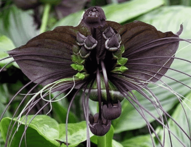 The Black Bat Flower