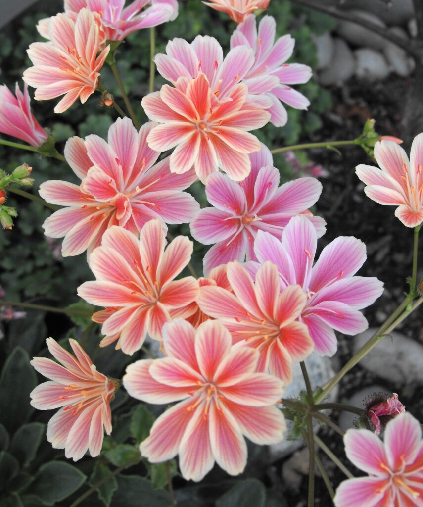 Lewisia cotyledon
