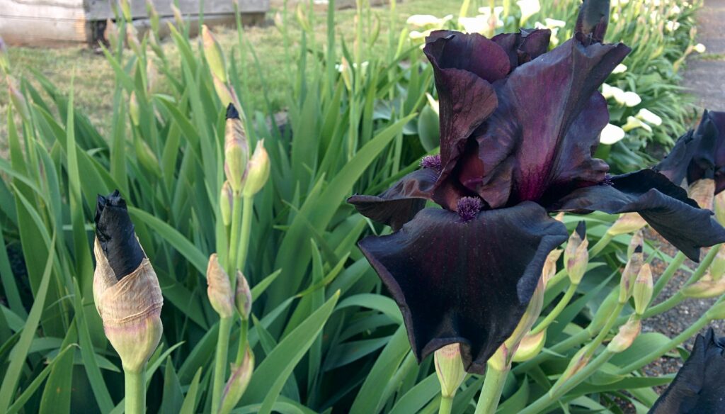 Black Iris "Before the storm"