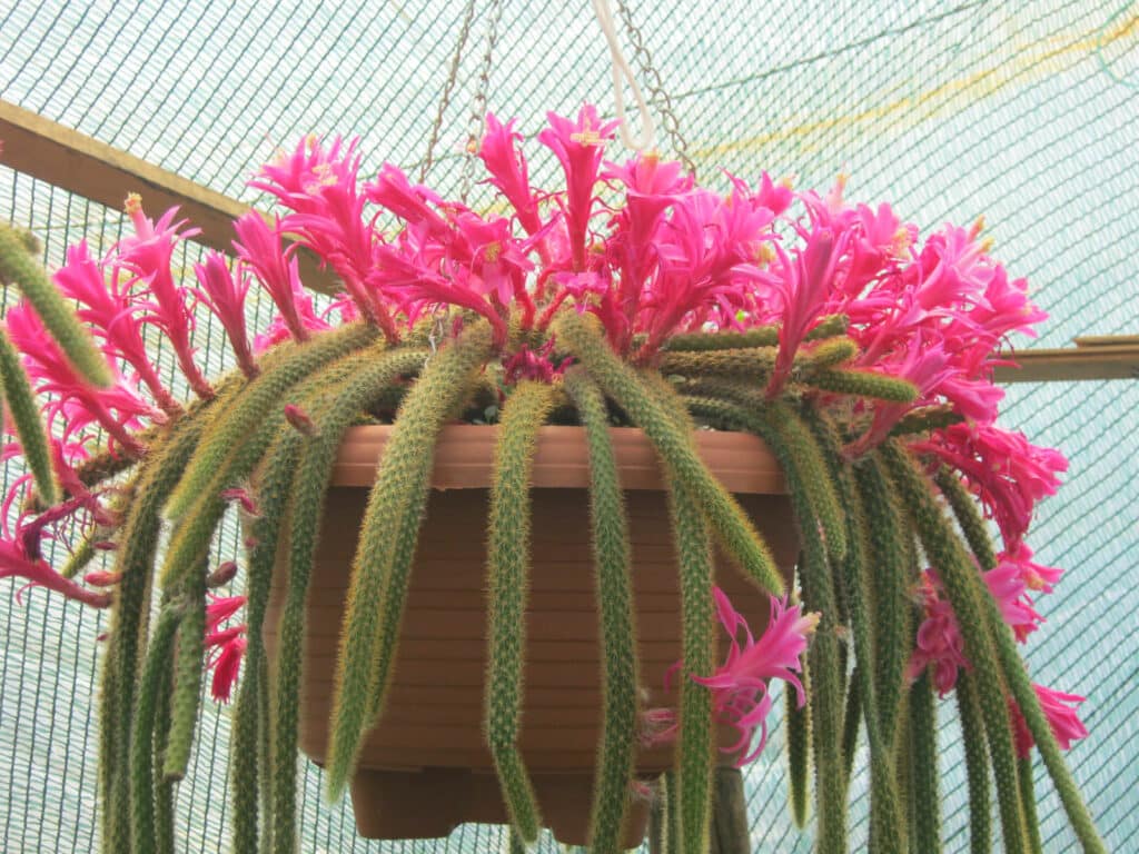 Aporocactus - Rat's Tail Cactus