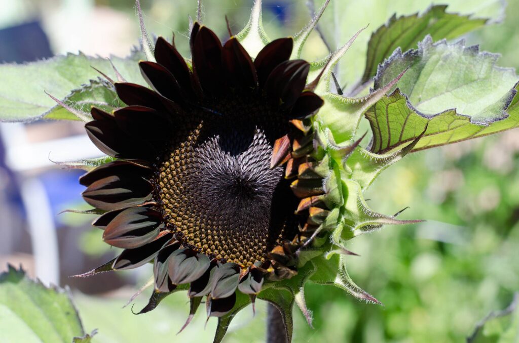 Moulin Rouge Sunflower