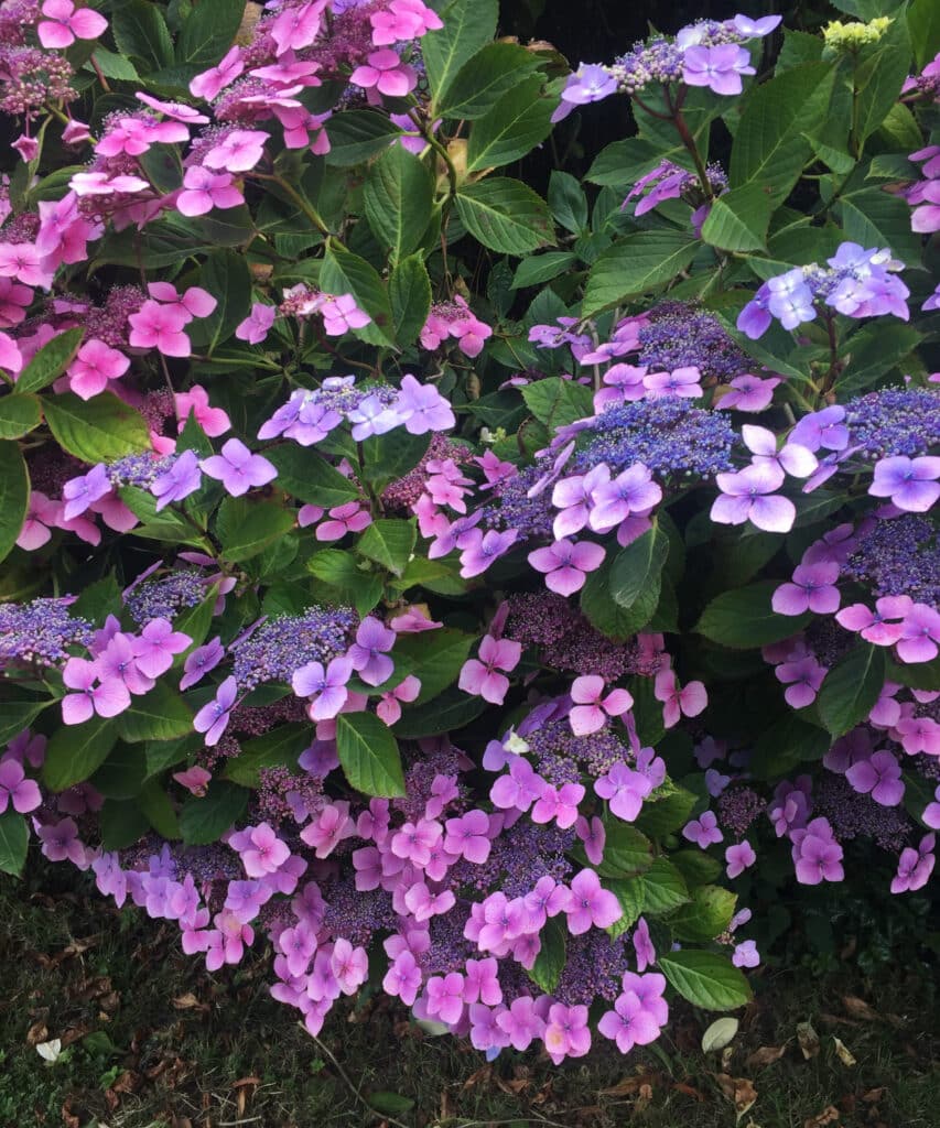 Hydrangea macrophylla