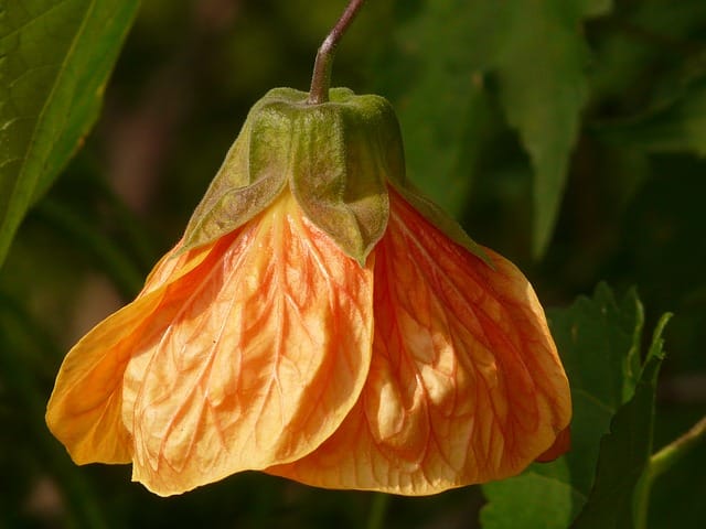 Abutilon hybridum - Flowering Maple
