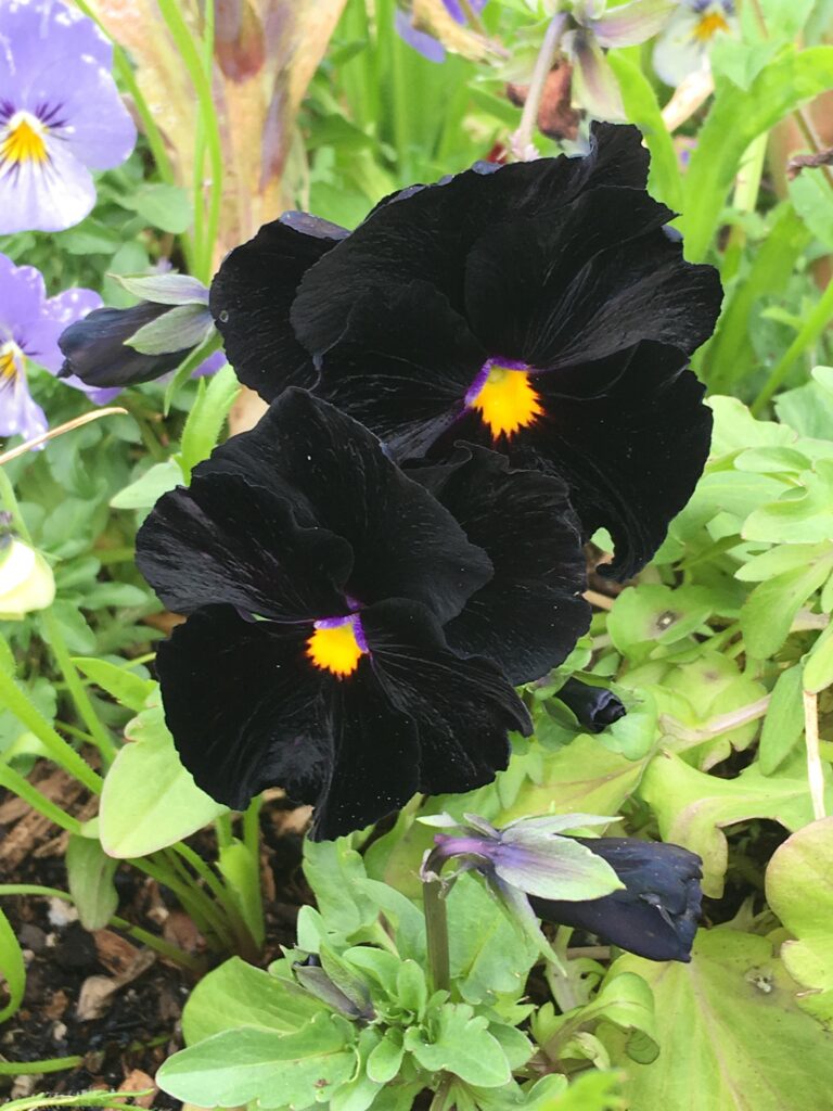 Black Pansy