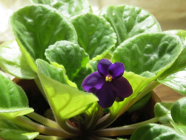 Saintpaulia - African Violet