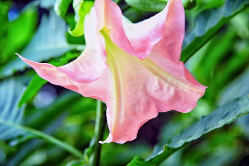 Angel's trumpet