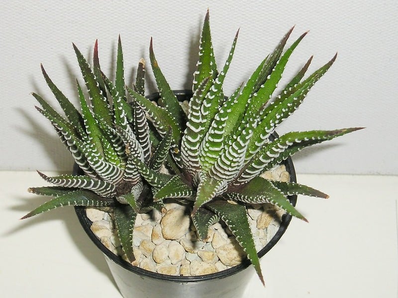 Haworthia Fasciata appearance
