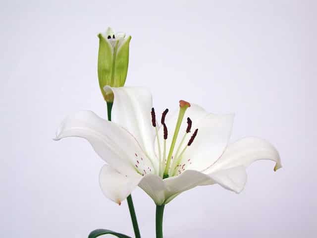 Lilium Asiatic