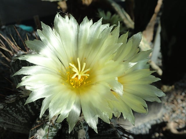 Astrophytum ornatum - Monk's Hood
