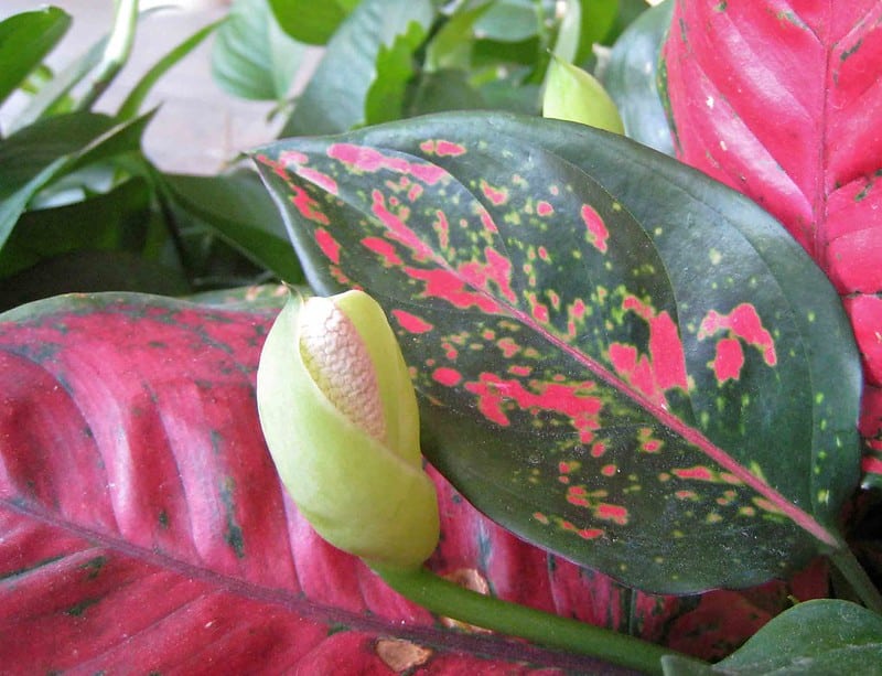 Aglaonema Siam Aurora