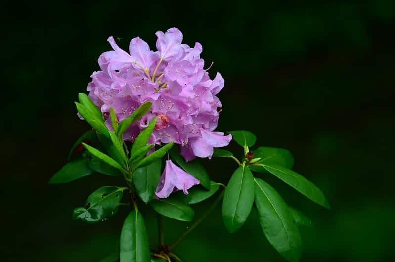 Azalea
