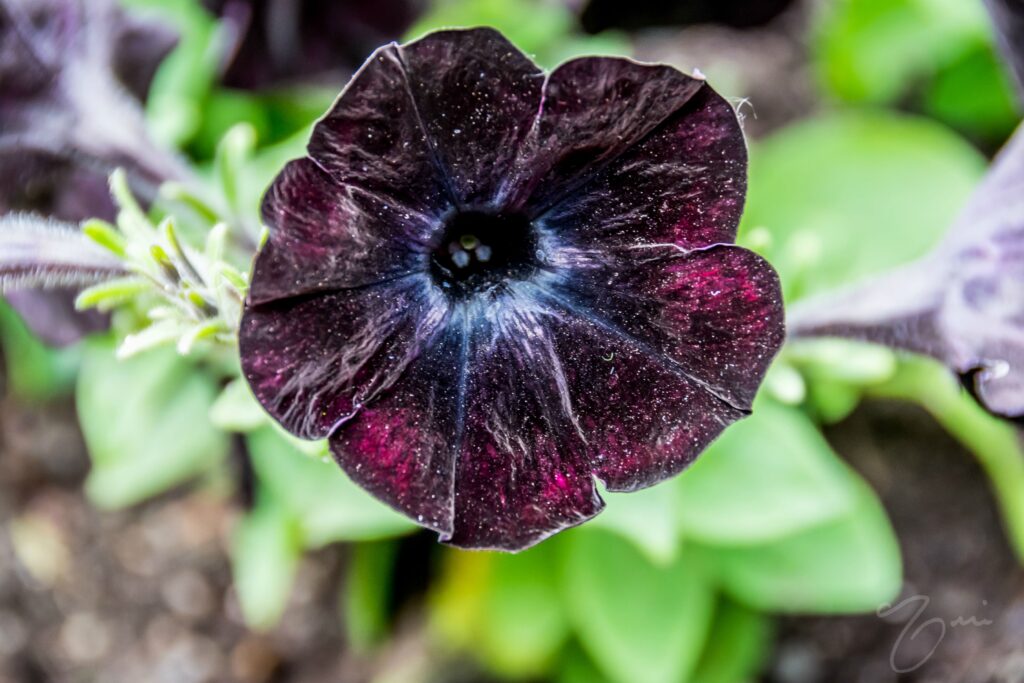 Black Velvet Petunia