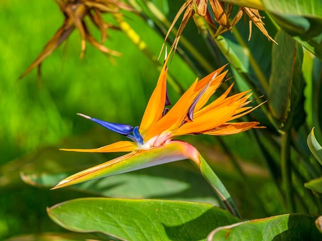 Bird of Paradise
