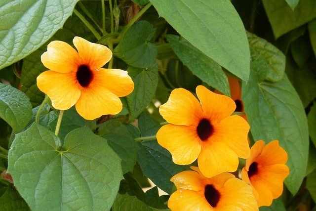 Black-eyed Susan