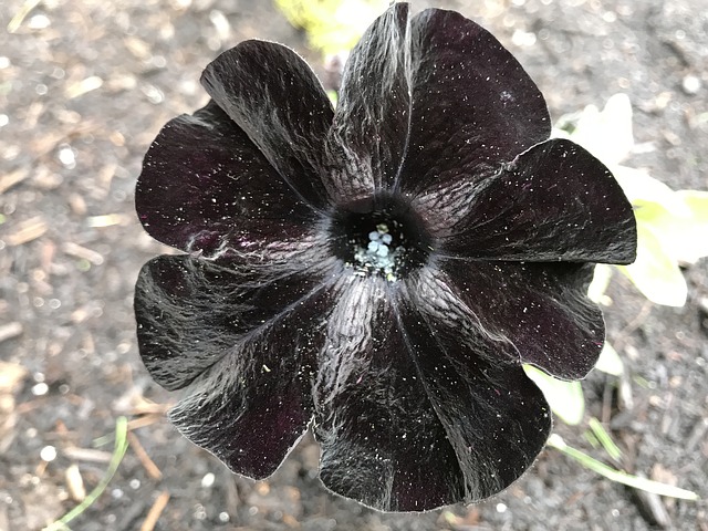 Petunia hybrida