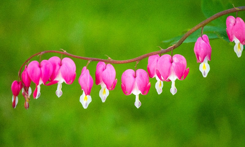 Bleeding heart plant