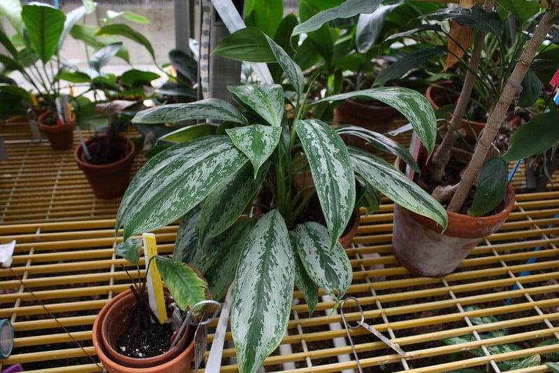 Aglaonema brevispathum