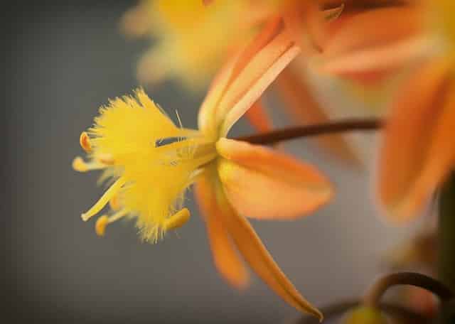 Bulbine frutescens