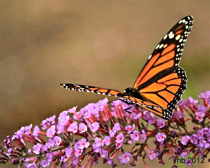 Butterfly bush 