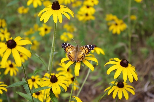Rudbeckia hirta - Black-eyed susan