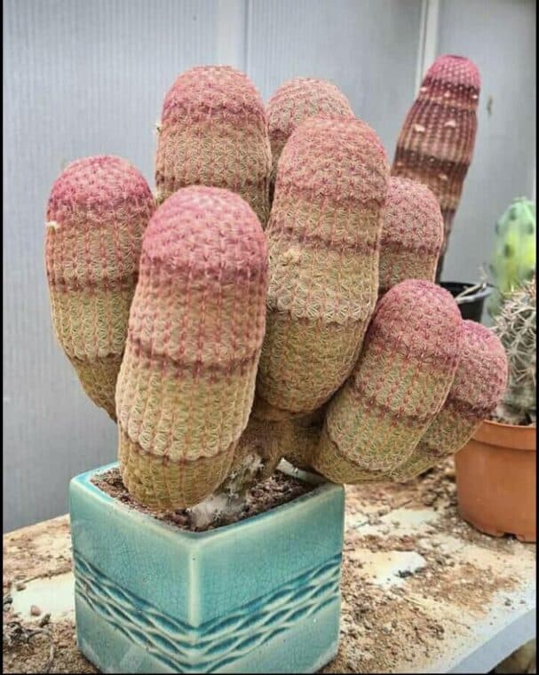 Rainbow cactus