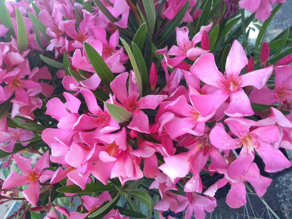 pink flowers
