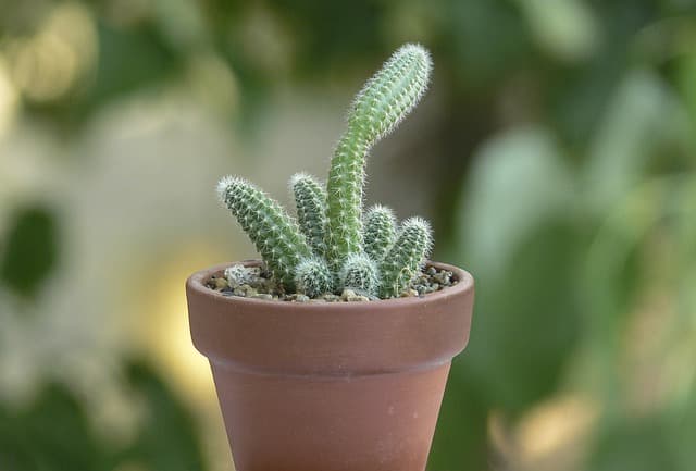 Echinopsis chamaecereus - Peanut Cactus