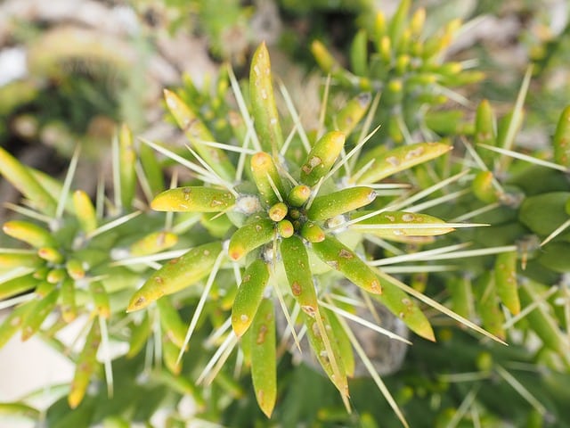 Austrocylindropuntia subulata - Eve’s Needle