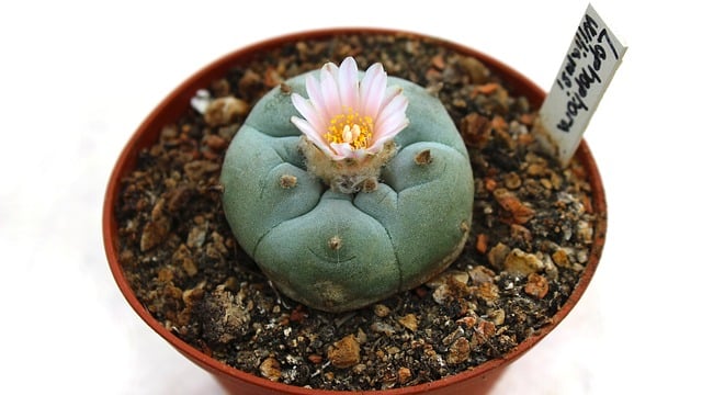 Dumpling Cactus