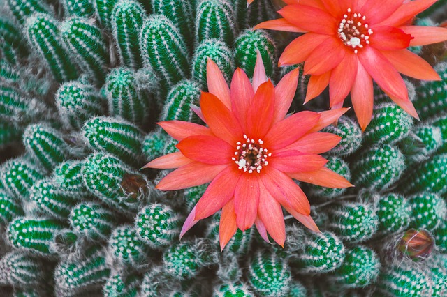 Cactuses with flowers