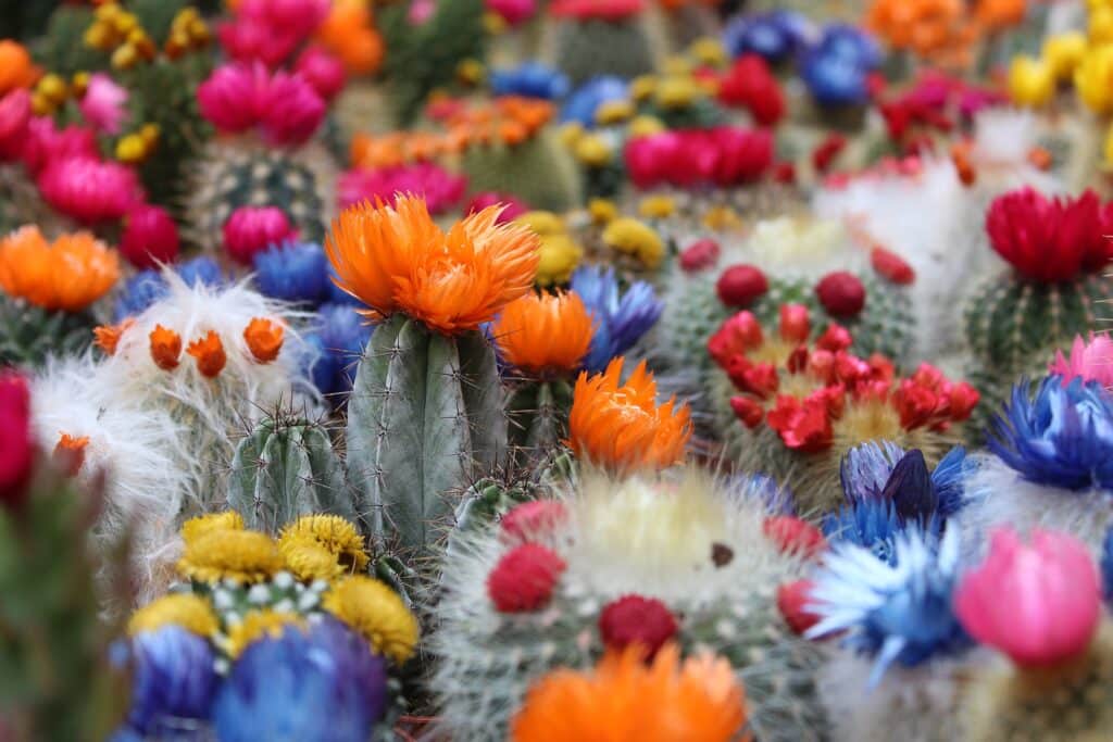 Cacti with flowers