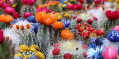 Cacti with flowers