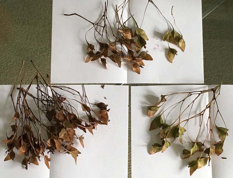 Begonia grandis seed capsules