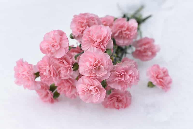 Dianthus caryophyllus is also known as Carnations