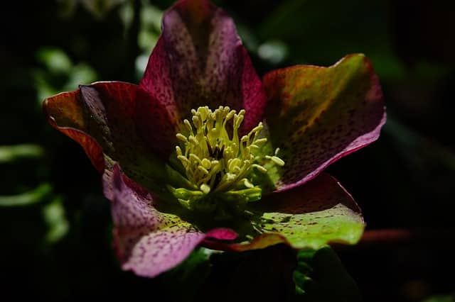 Helleborus niger - Christmas Rose
