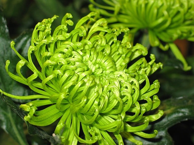 Chrysanthemum morifolium - Spider mum