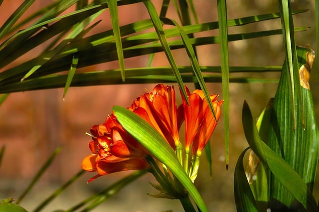 Clivia miniata - Bush Lily