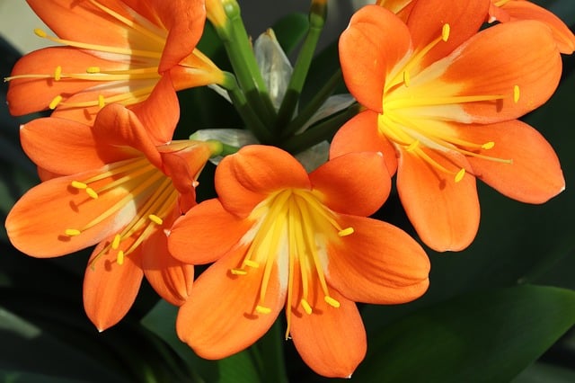 Clivia miniata - Natal Lily