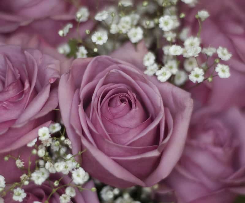 Pink and white flowers color symbolism 