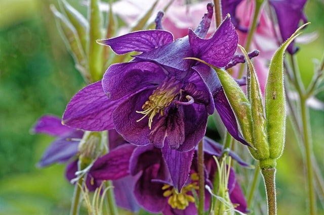  Aquilegia atrata - Dark Colombina