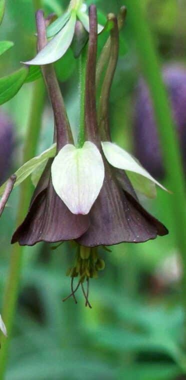  Columbines Aquilegia