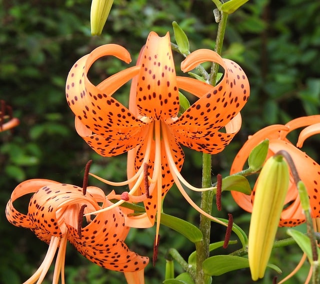 Tiger lily