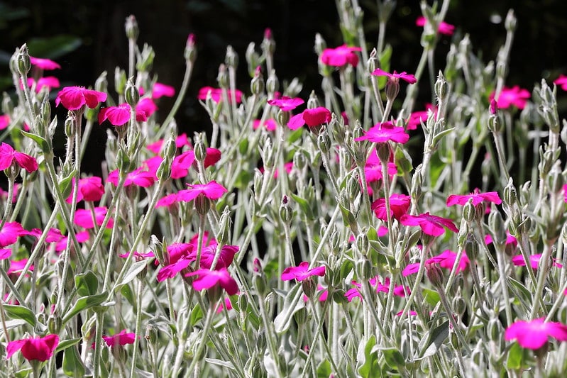 Lychnis coronaria