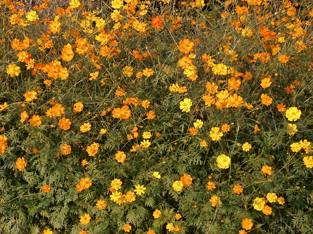 Cosmos sulphureus - Orange cosmos