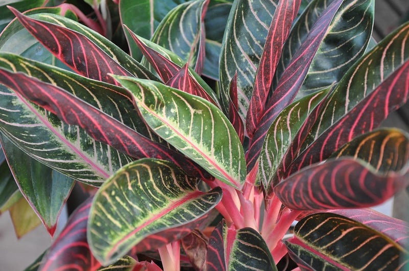 Aglaonema creta