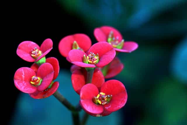 Euphorbia milii - Crown of Thorn