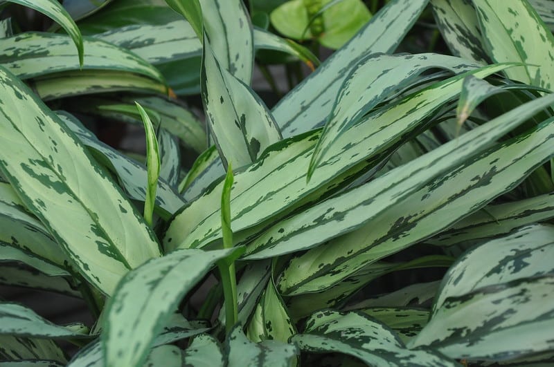 Aglaonema ‘Cutlass’