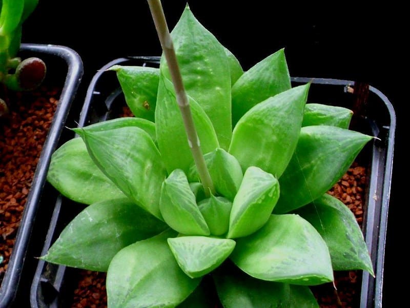 Haworthia Cymbiformis